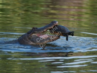 Turtle Trouble