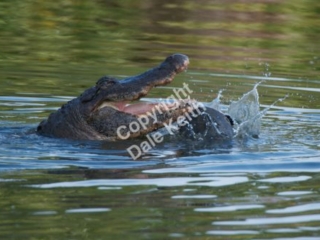 Turtle Escaped!